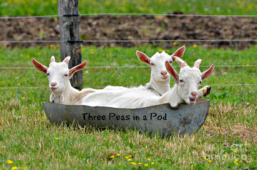 Three Peas in a Pod Photograph by Lila Fisher-Wenzel