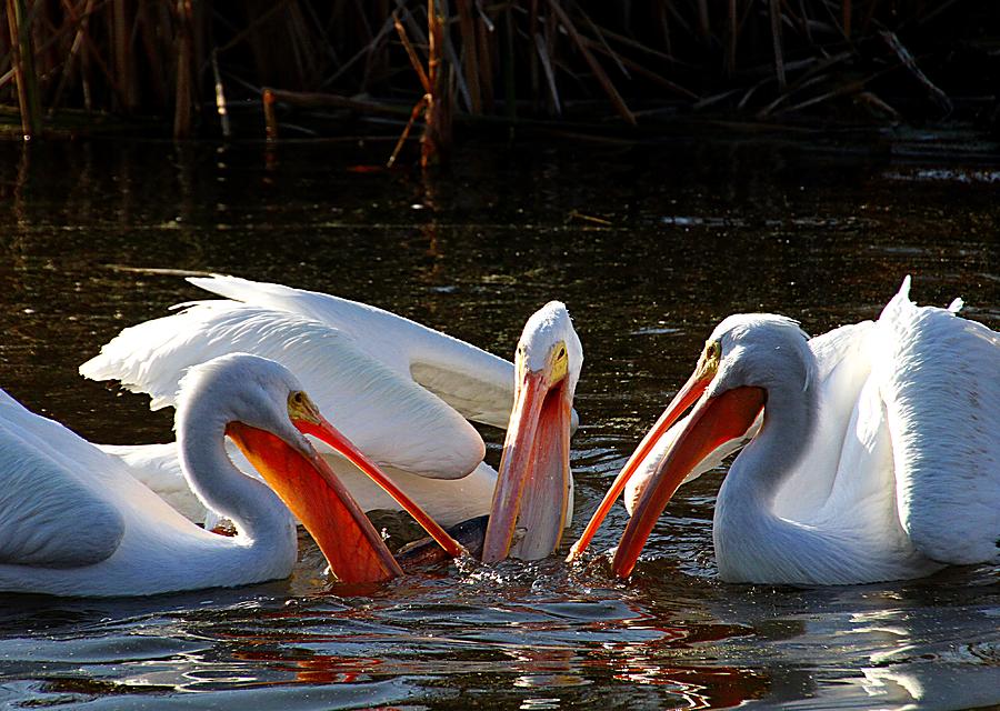 Three Pelicans and a Fish Photograph by Elizabeth Winter