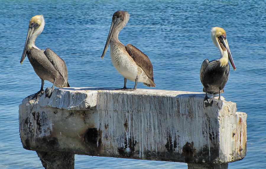 Three Pelicans Photograph by Bob Slitzan
