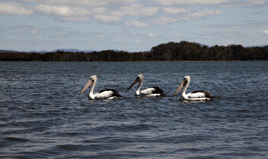 Three Pelicans Photograph by Carole Hinding
