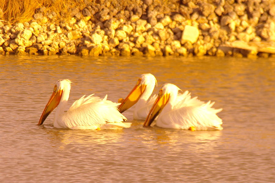 Bird Photograph - Three Pelicans Fishing by Jeff Swan