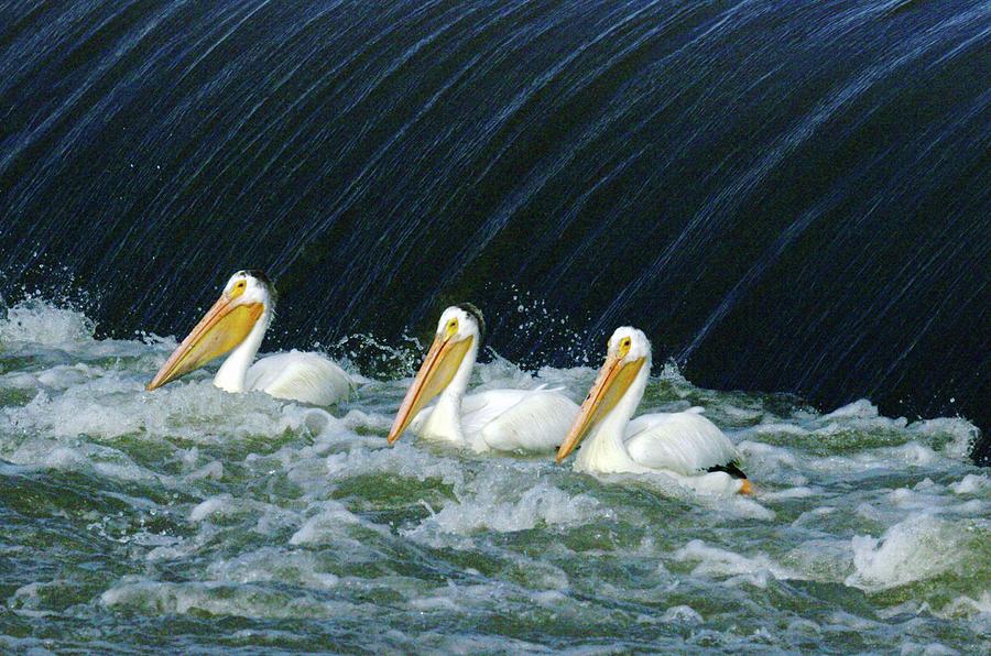 Nature Photograph - Three Pelicans Hanging Out  by Jeff Swan