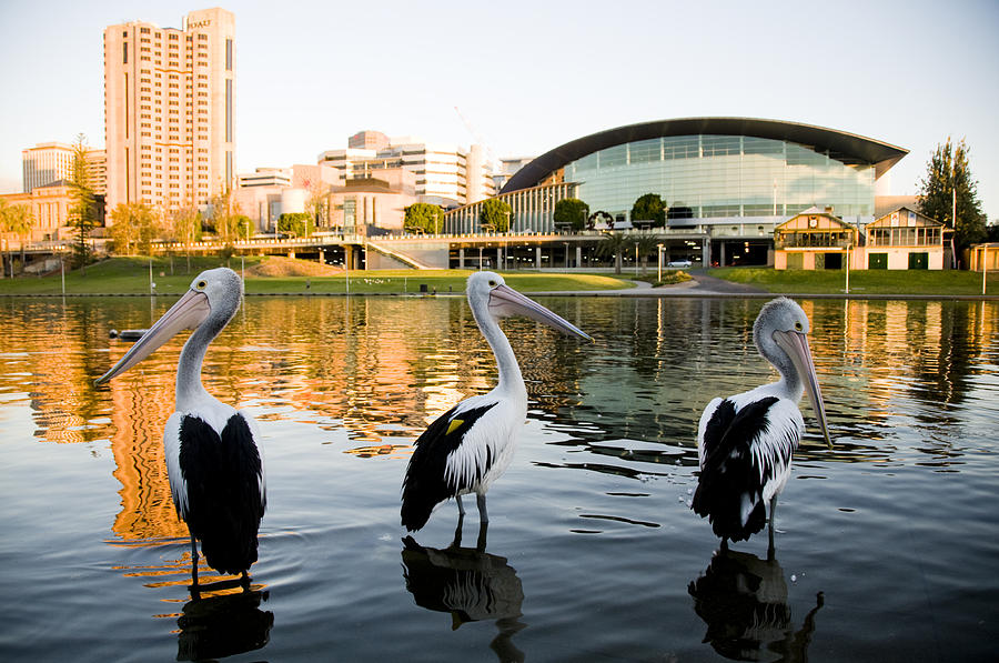 Three pelicans Torrens river Adelaide South Australia Photograph by Kimeveruss