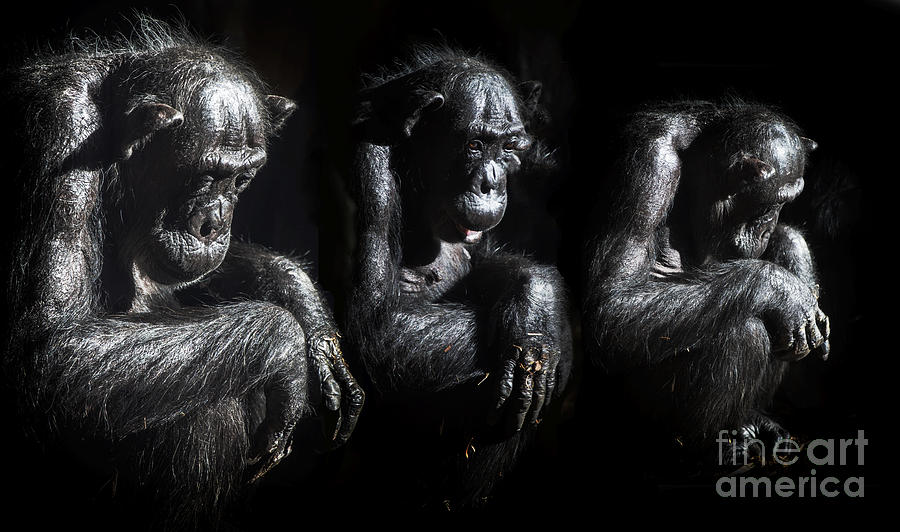 Three pensive chimps Photograph by Sheila Smart Fine Art Photography