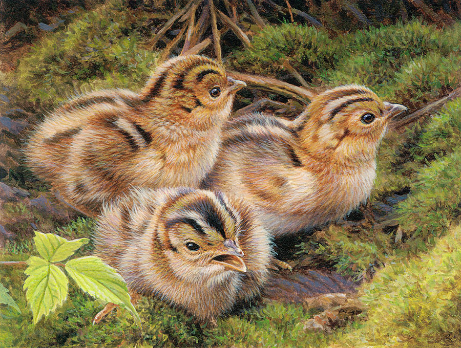 Three Pheasant Chicks In Grass Photograph by Ikon Ikon Images