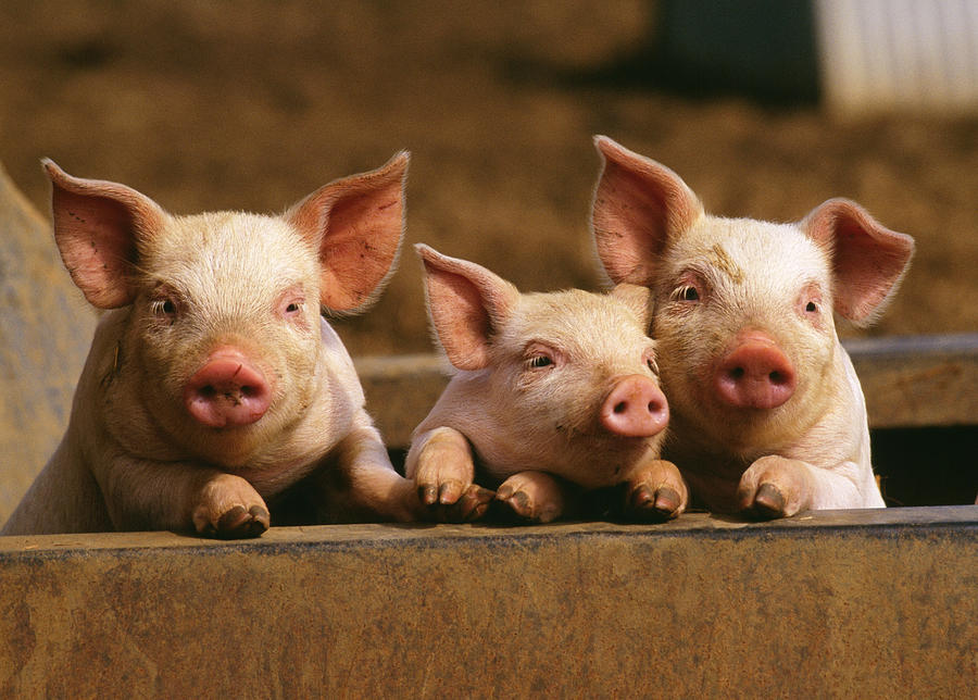 Pig Photograph - Three Piglets by John Daniels