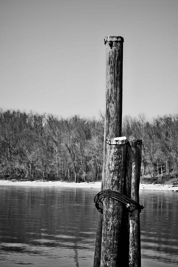 Tree Photograph - Three Pilings in b/w by Greg Jackson