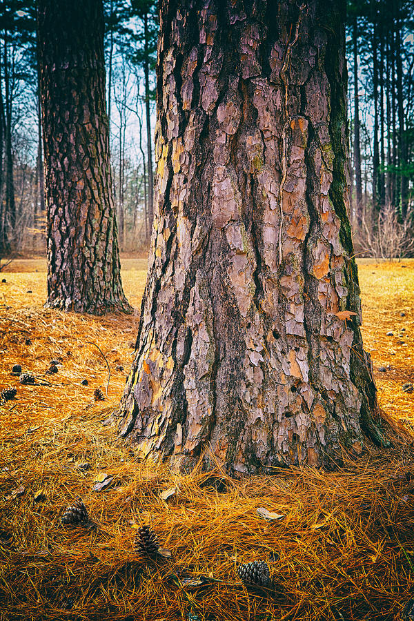 Three Pine Cones Photograph by Dan Carmichael