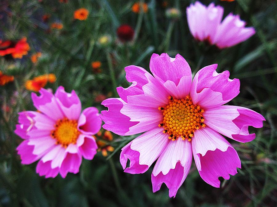Three Pink Cosmos Photograph by MTBobbins Photography