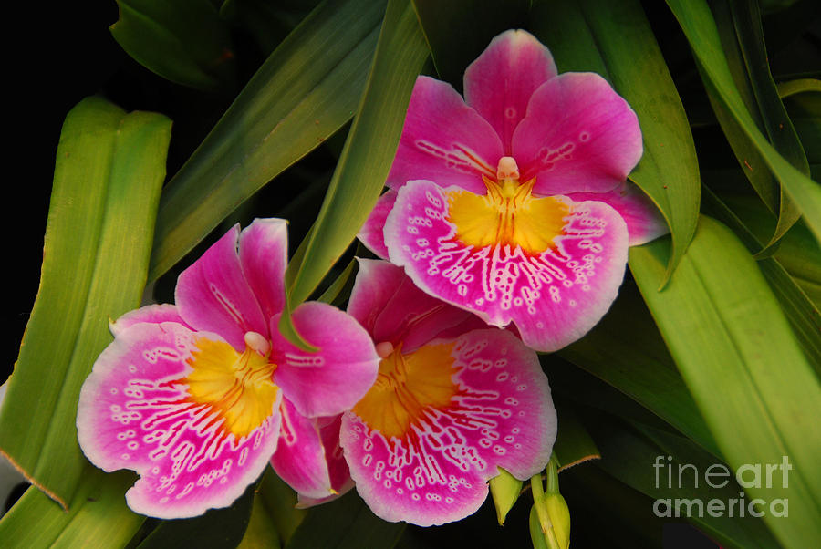 Three Pink Orchids Photograph by Cindy Manero