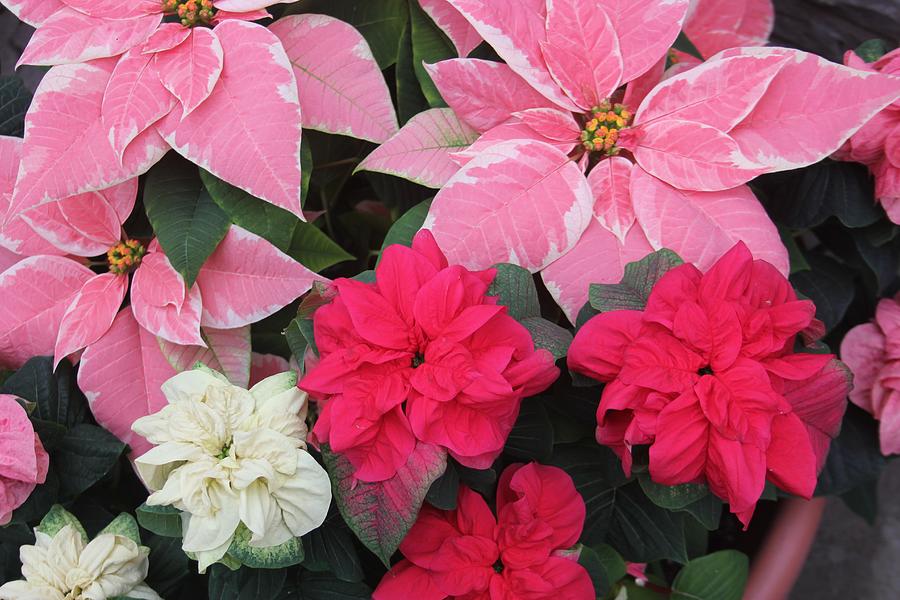 Three Pink Poinsettias Photograph by Alice Terrill