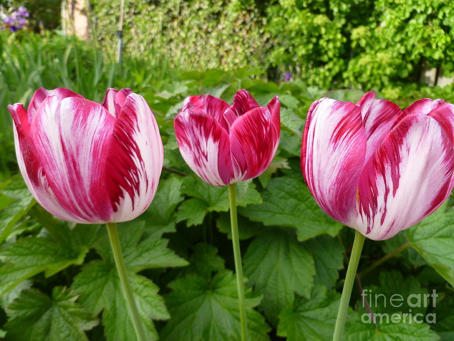 Three Pink Rembrandt Tulips Photograph by Lingfai Leung