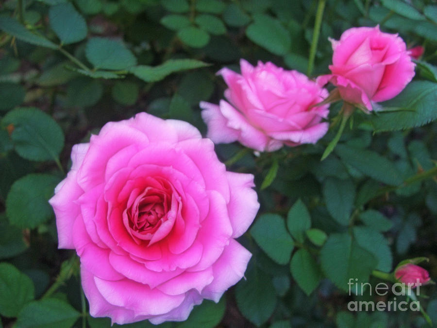 Three Pink Roses Photograph by Nishanth Gopinathan | Fine Art America