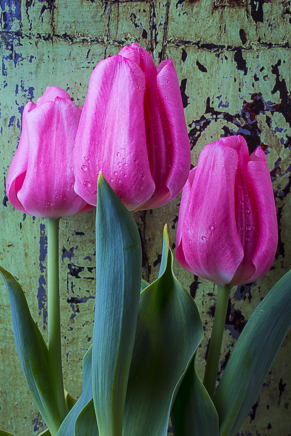 Tulip Photograph - Three Pink Tulips by Garry Gay