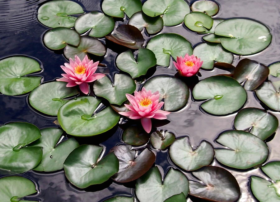 Three Pink Water Lilly Flowers in a Garden Pond Photograph by Amy McDaniel