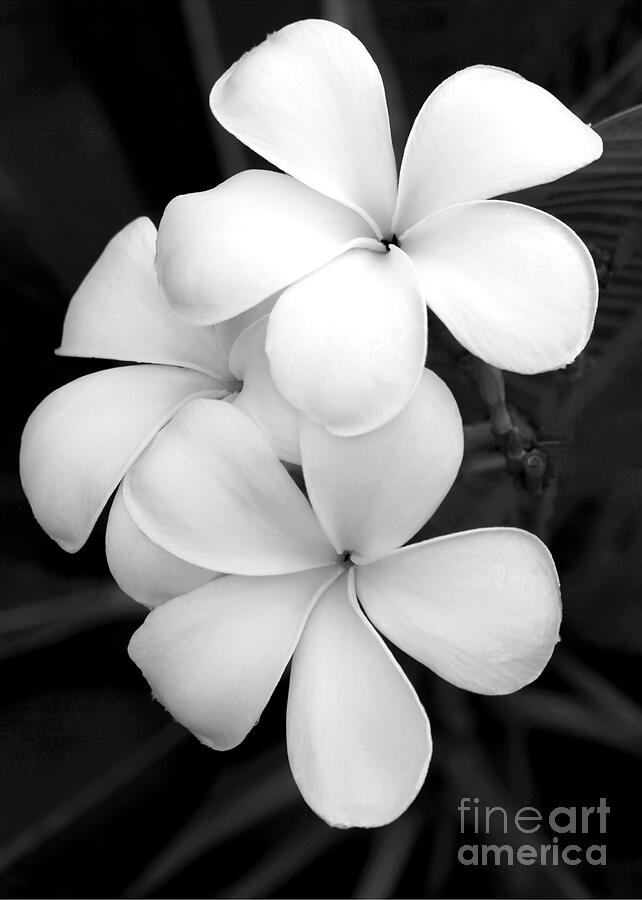 Three Plumeria Flowers in Black and White Photograph by Sabrina L Ryan