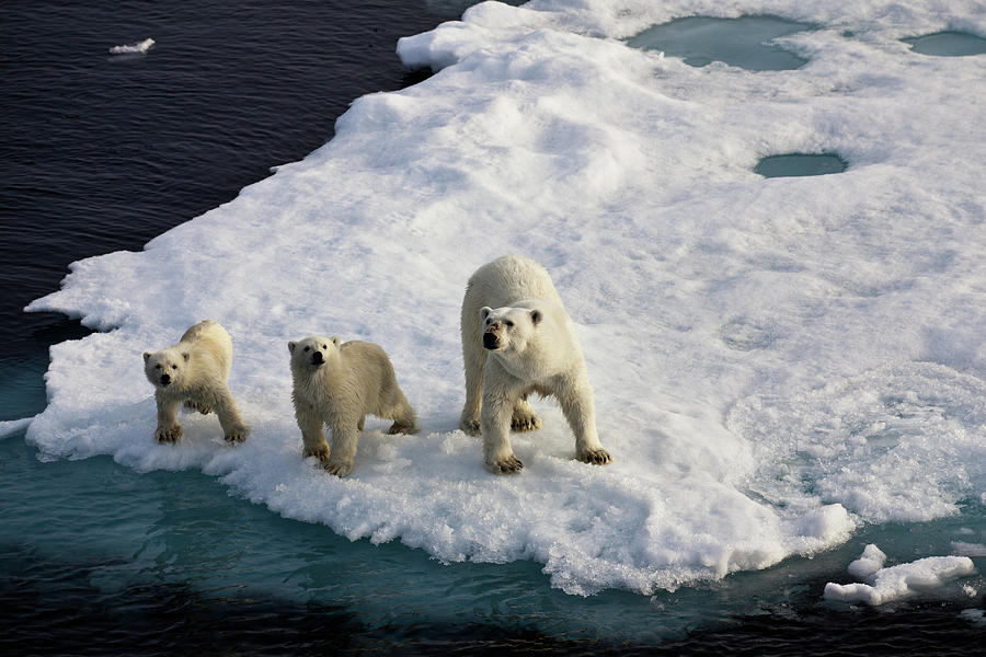 Three Polar Bears On An Ice Flow Photograph by Seppfriedhuber