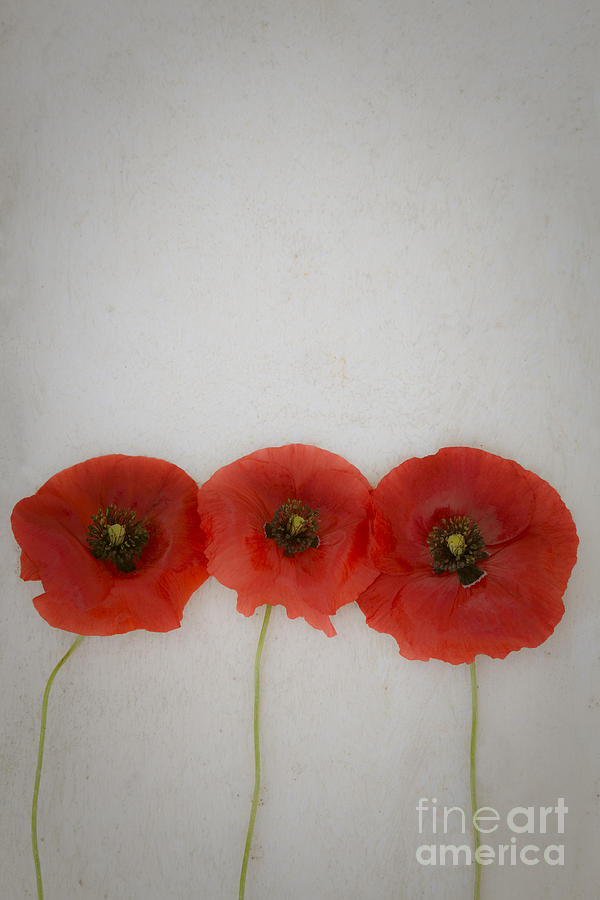 Three poppies Photograph by Maria Heyens