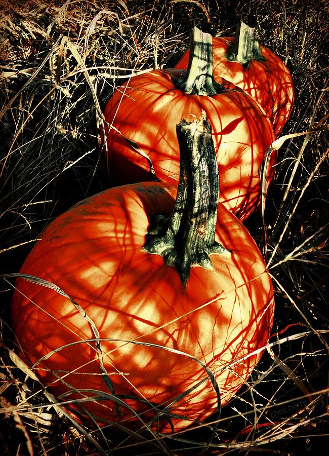 Three Pumpkins Photograph by Chris Berry