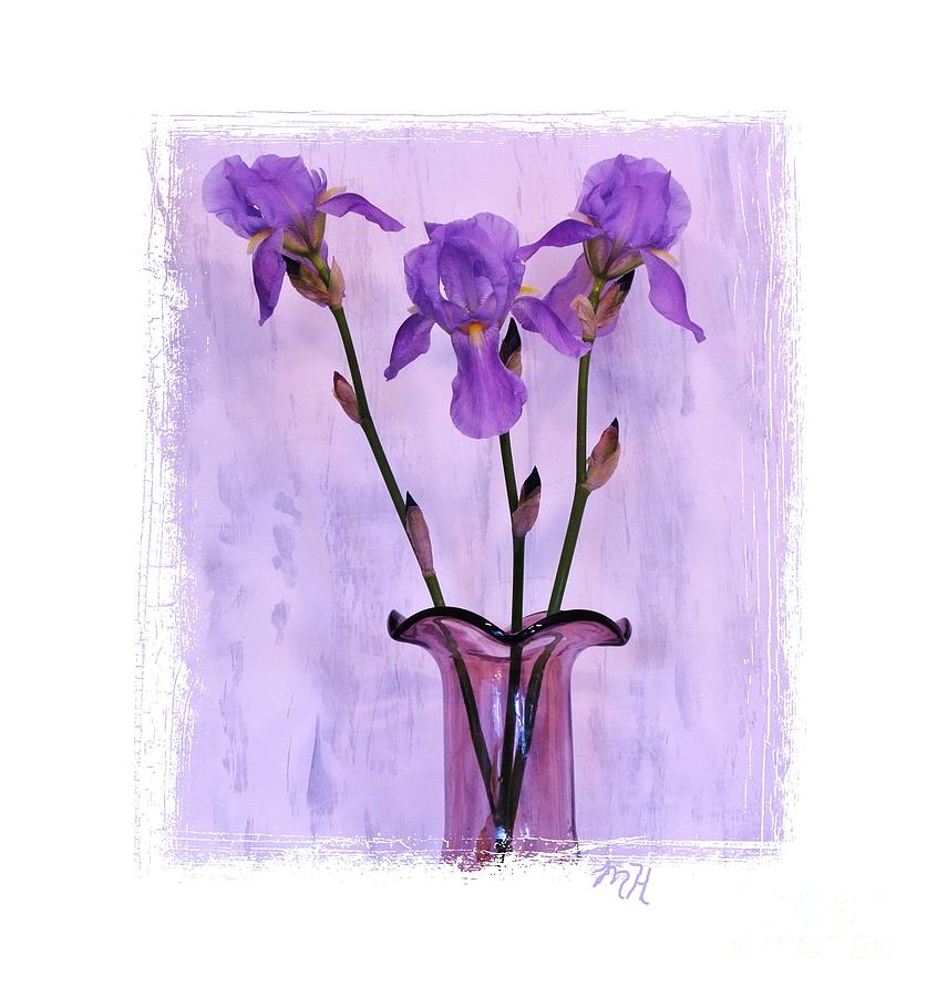 Three Purple Irises Photograph by Marsha Heiken