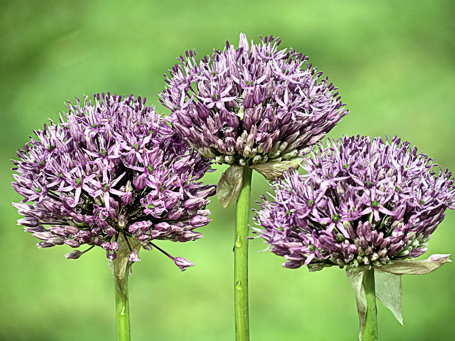 Three Purple Sensation Alliums Photograph by Janice Drew