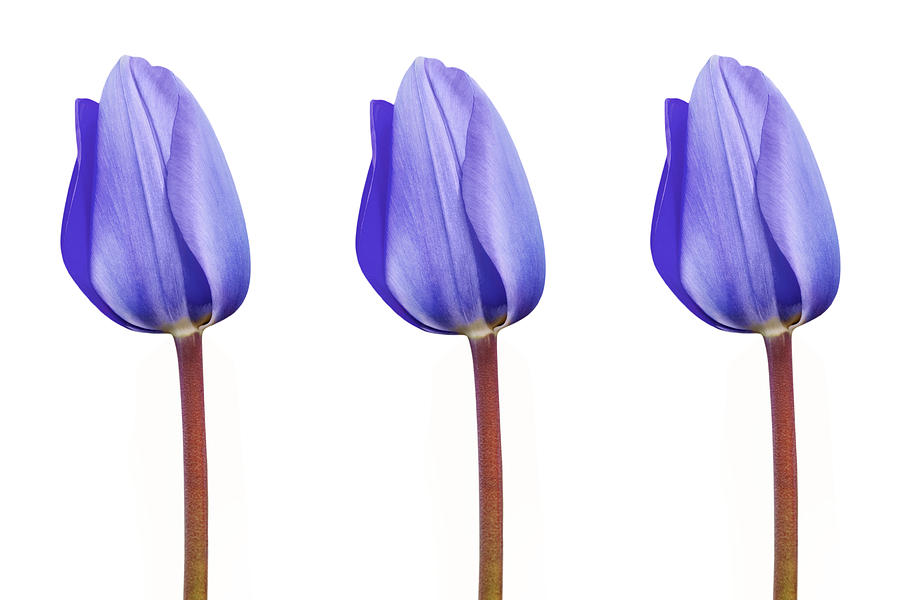 purple tulip white background