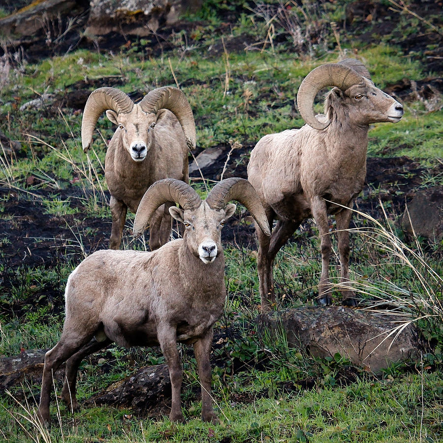 Three Rams Photograph by Steve McKinzie
