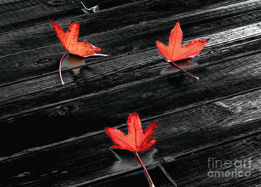 Three Red Leaves after Rain Photograph by Ellen Cotton