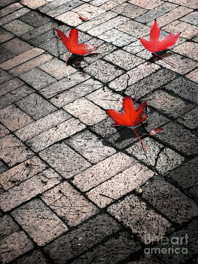 Three Red Leaves Photograph by Ellen Cotton