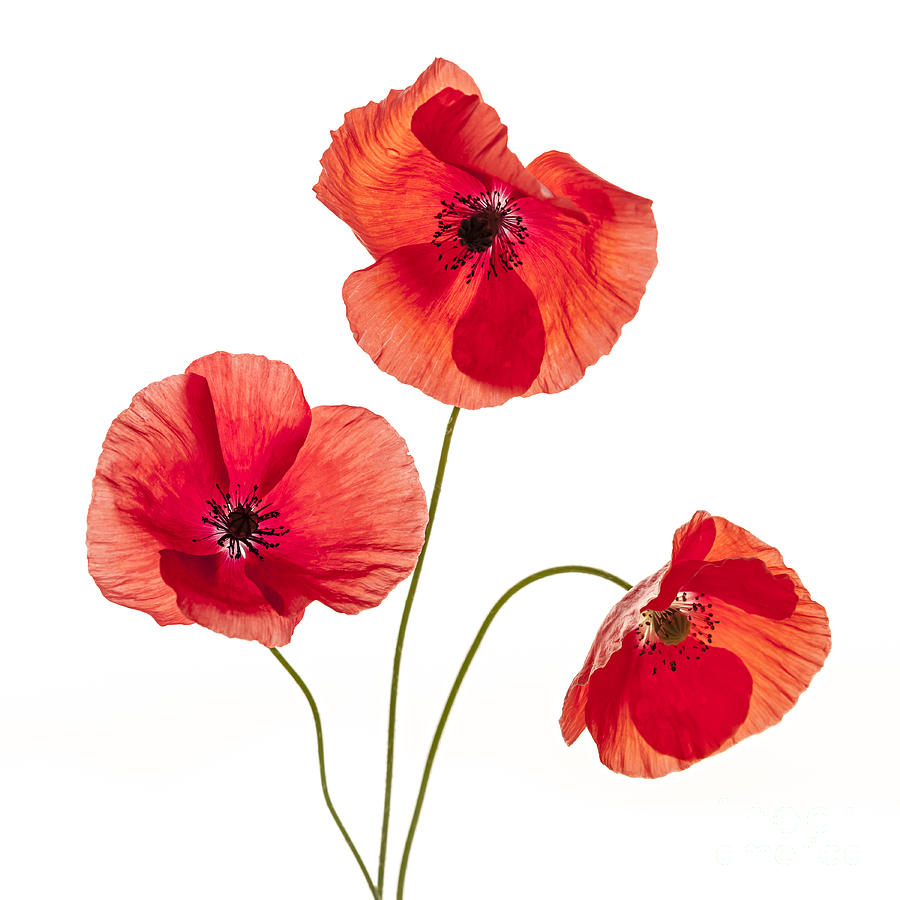 Three Red Poppies Photograph