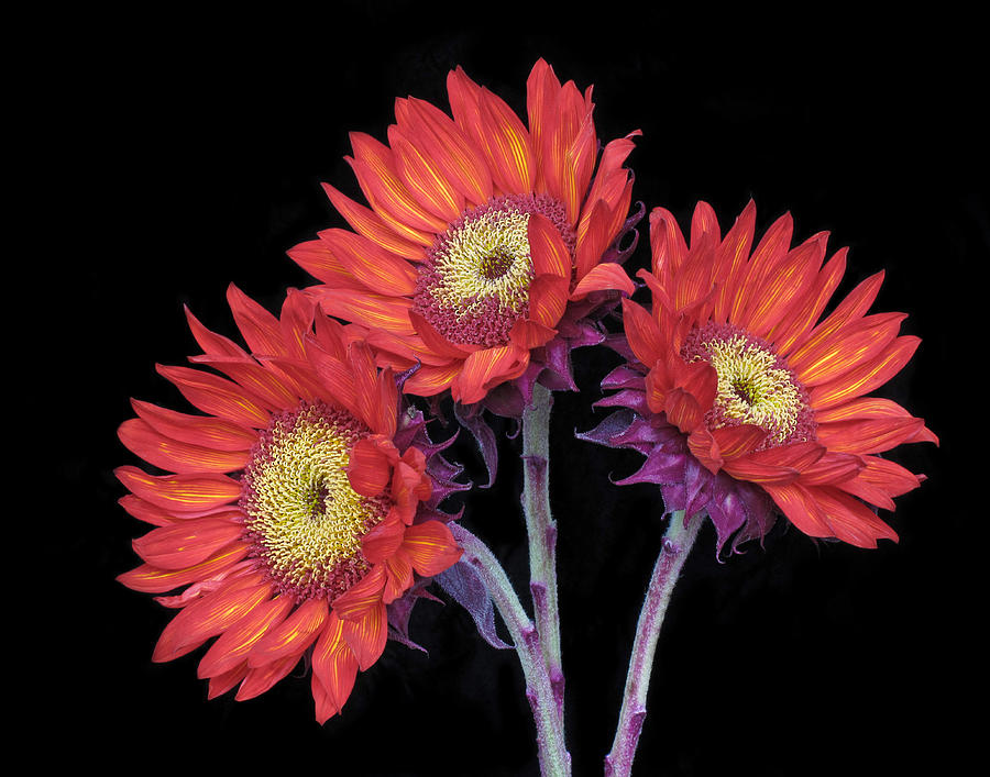 Three Red Sunflowers II Photograph by David and Carol Kelly