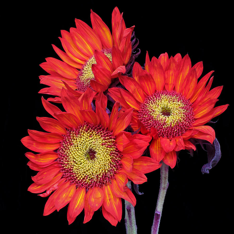 Three Red Sunflowers III Photograph by David and Carol Kelly