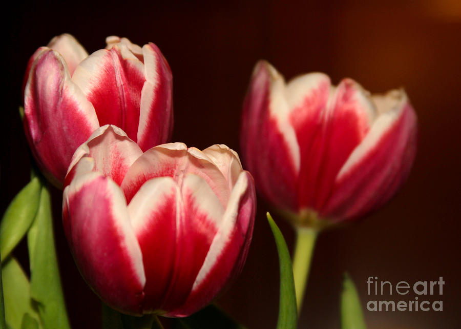 Three Red Tulips Photograph by Sabrina L Ryan