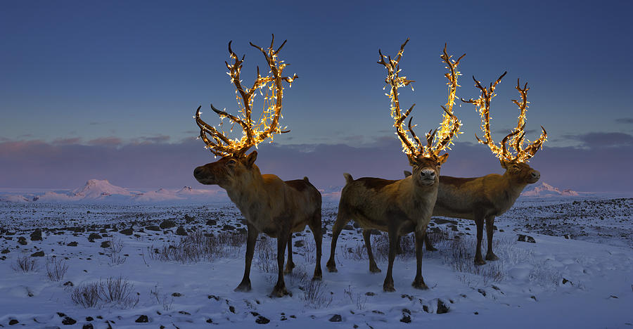 Three reindeers with lights in antlers (digital composite) Photograph by Coneyl Jay