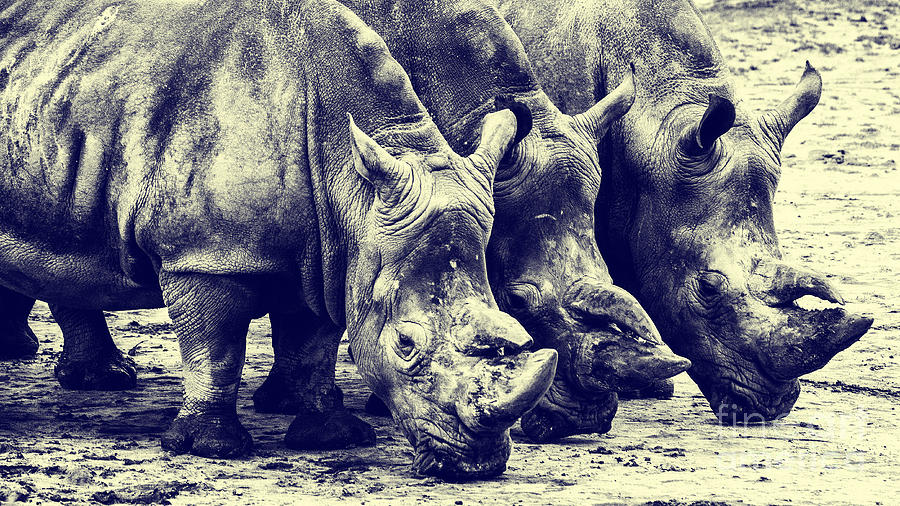 Three Rhinos in a row Photograph by Nick  Biemans