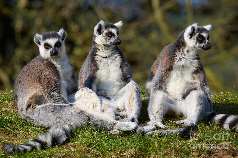 Wildlife Photograph - Three Ring-tailed lemurs on a row  by Nick  Biemans