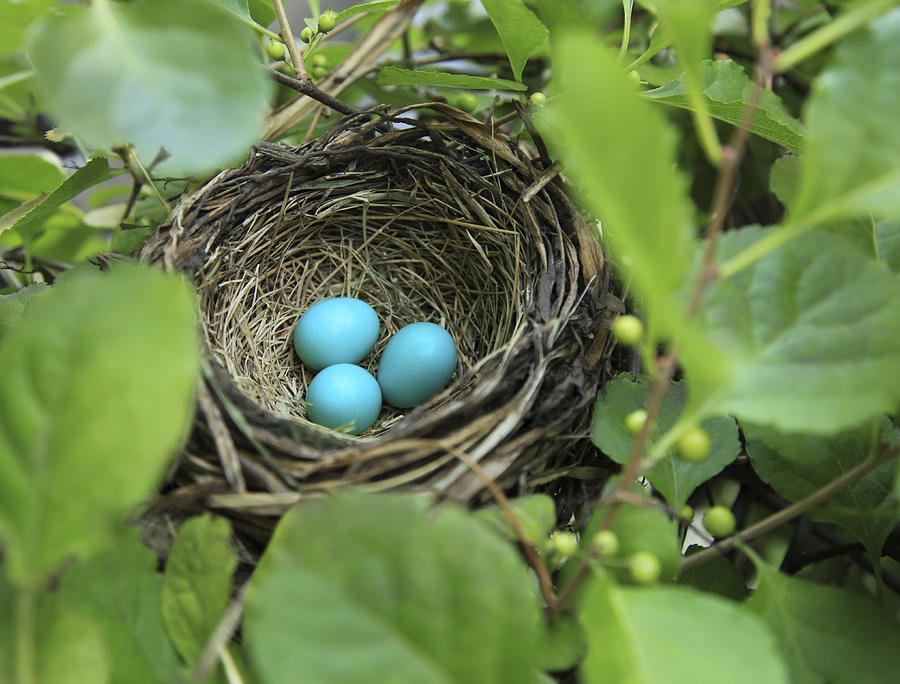 Three robins eggs in a nest Photograph by Phi2