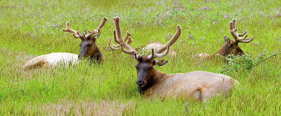 wild republic elk