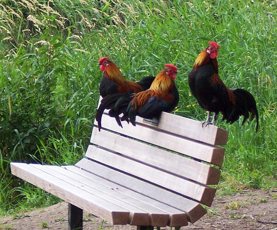 Three Roosters on a Park Bench Photograph by Peter Mooyman