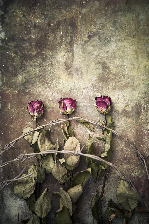 Abstract Photograph - Three roses and barbed wire by Maria Heyens