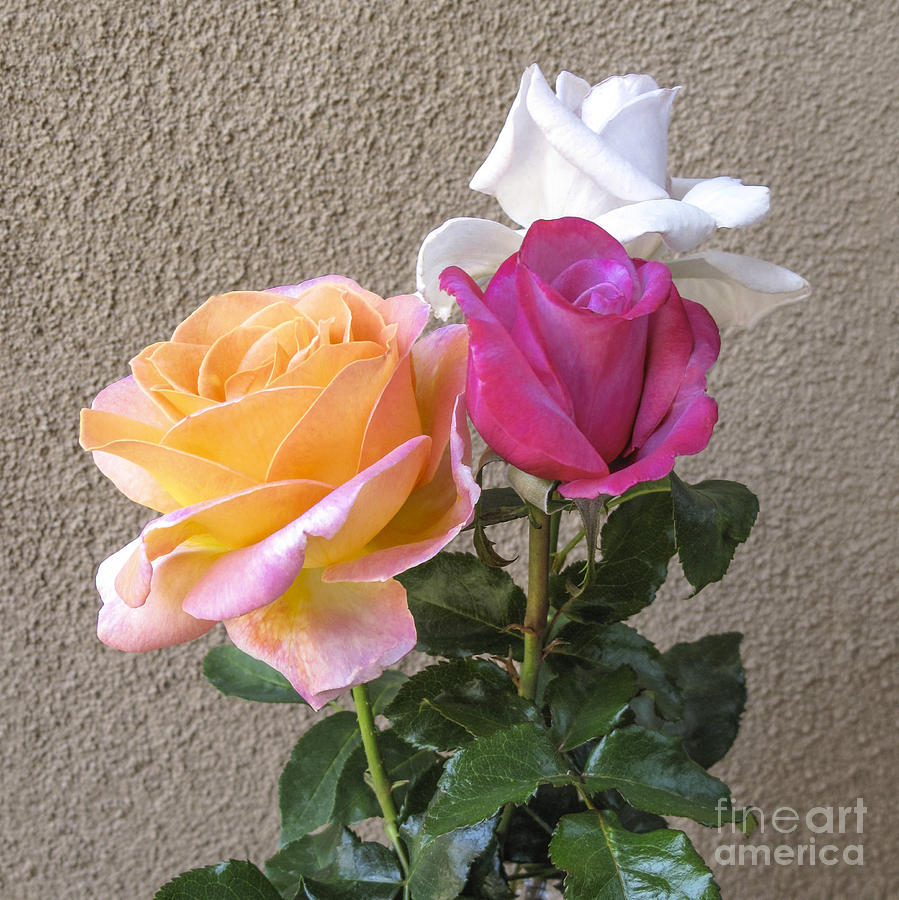 Three Roses  Photograph by L J Oakes