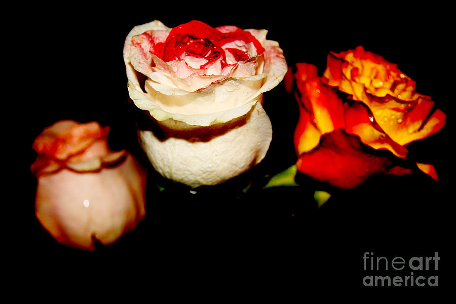 Spring Photograph - Three Roses by Lali Kacharava