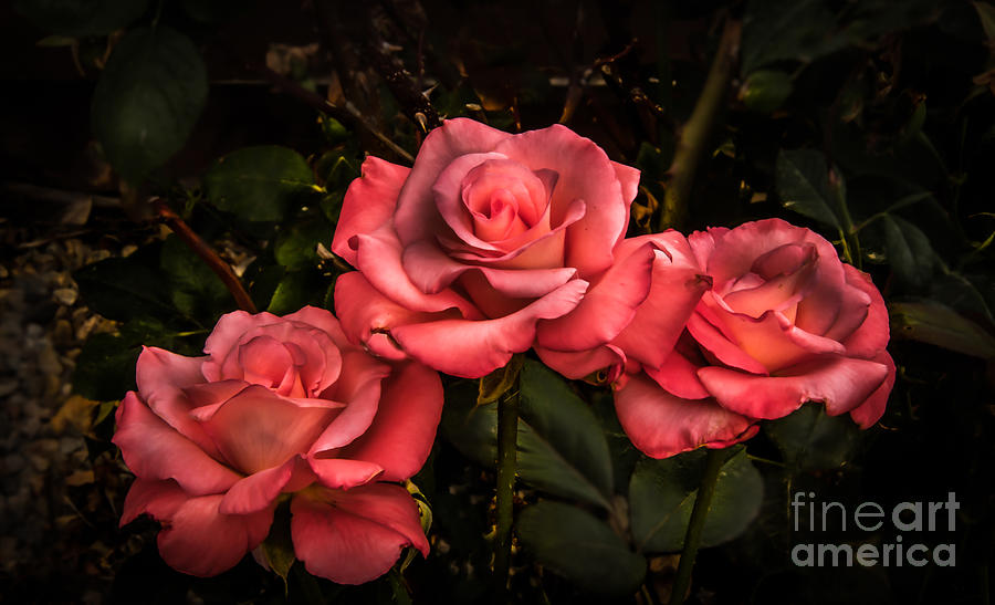 Inspirational Photograph - Three Roses by Robert Bales