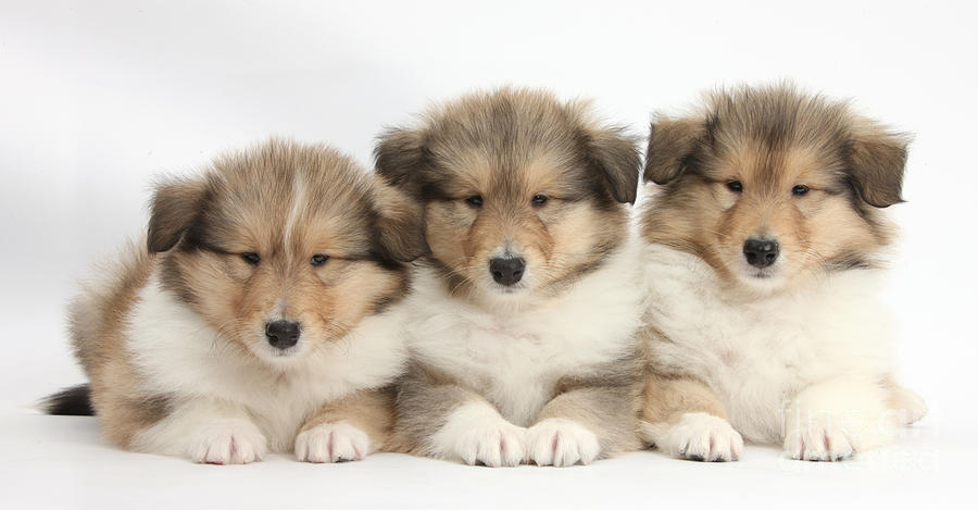 Nature Photograph - Three Sable Rough Collie Pups by Mark Taylor