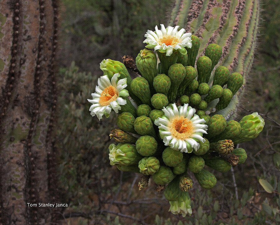 Three Saguaro Blossoms And Many Buds Photograph by Tom Janca