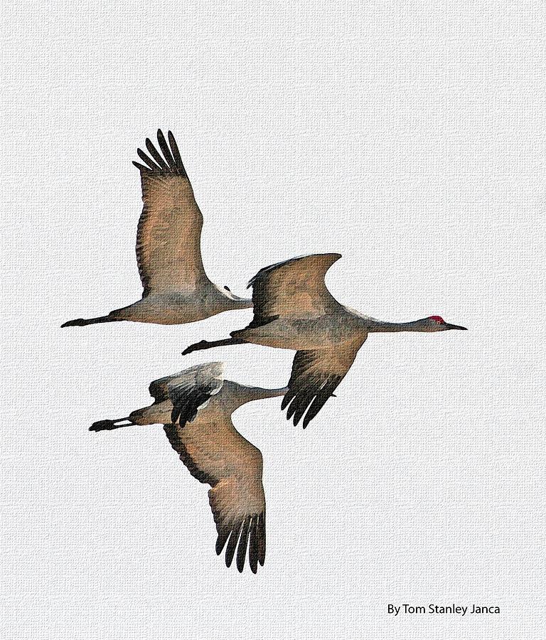 Three Sand Hill Cranes Flying Digital Art by Tom Janca
