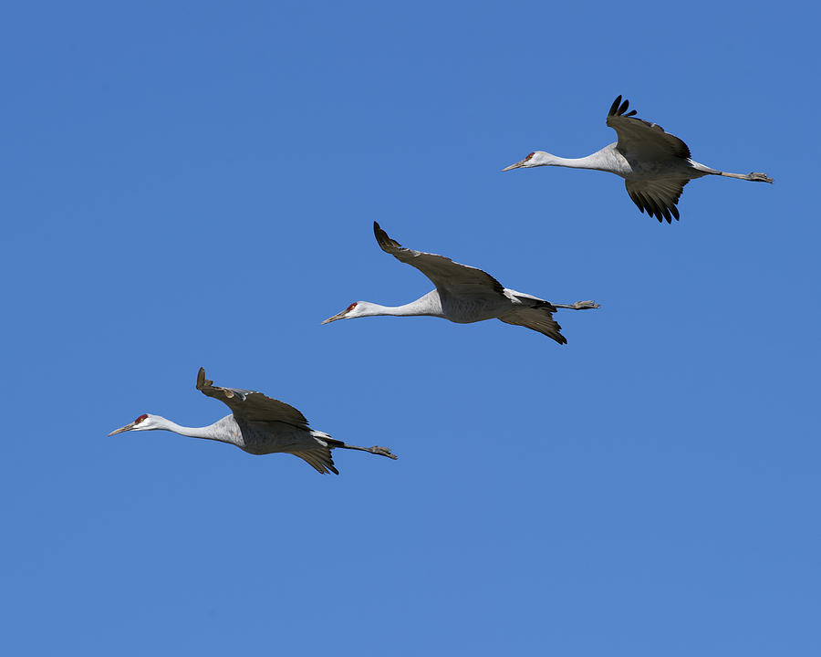 Three Sandhill Crane in flight Photograph by Gary Langley