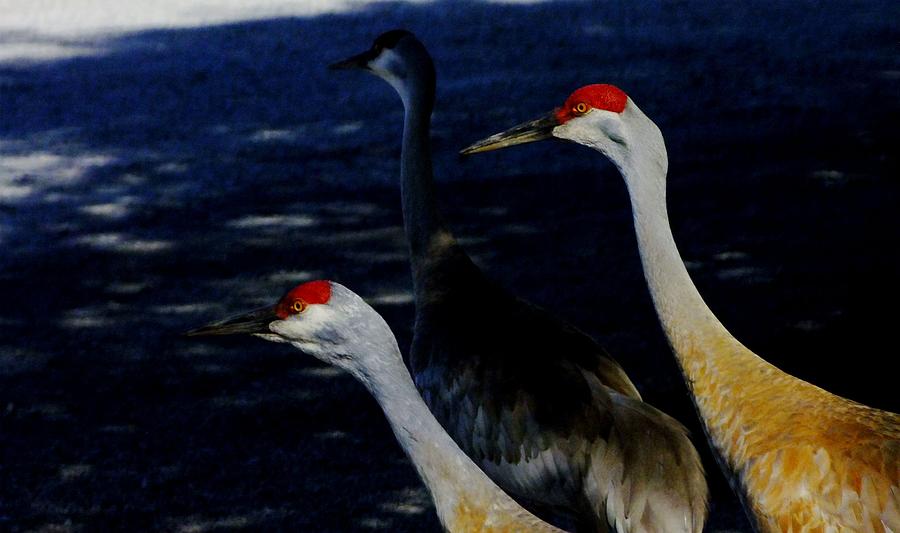 Three Sandhill Cranes Photograph by Will LaVigne