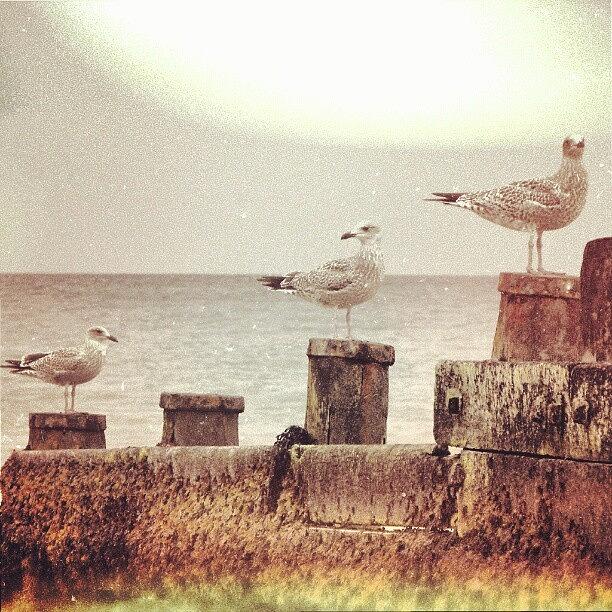 Bird Photograph - #three #seagulls. .. #latergram by Linandara Linandara