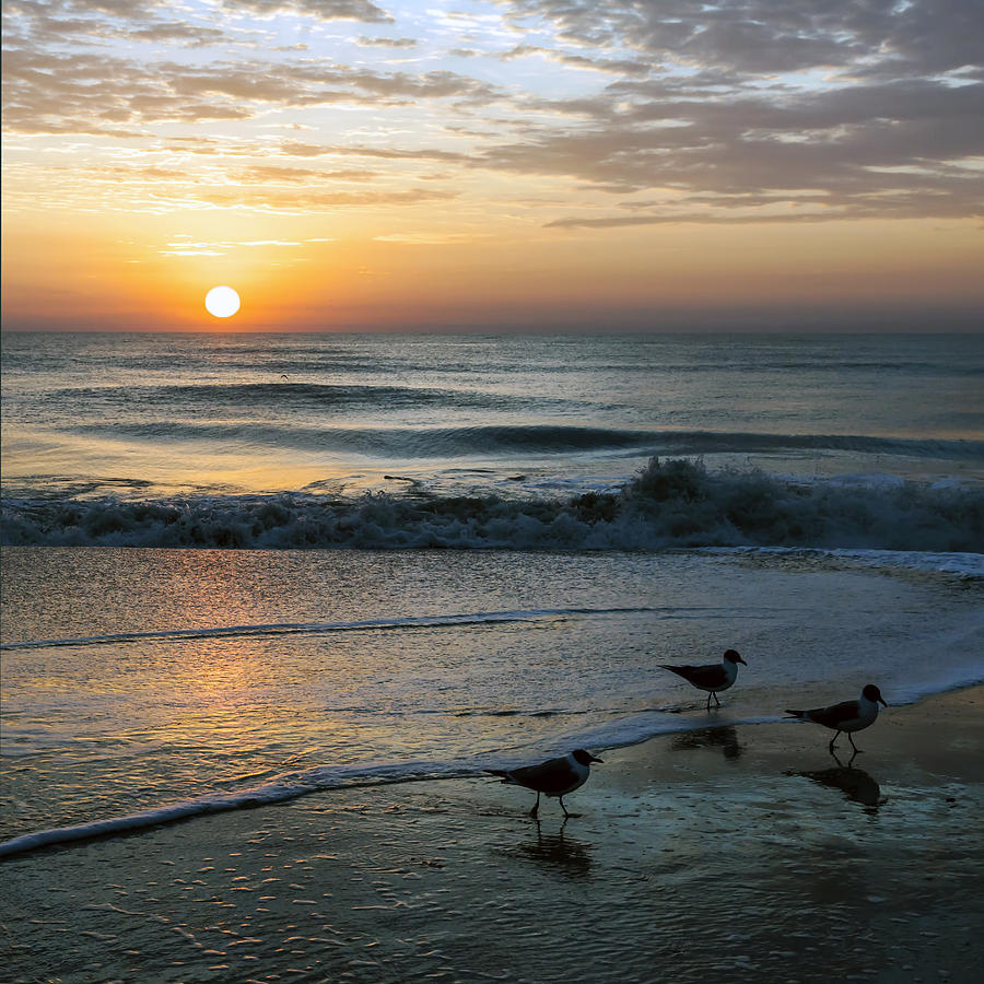 Three Seagulls At Dawn Photograph by Lynn Palmer - Fine Art America